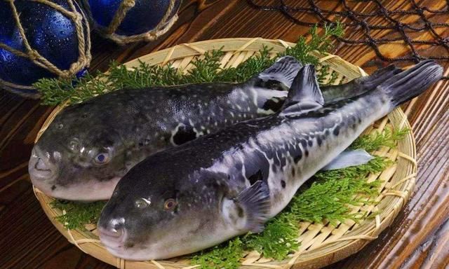 日本大厨处理"巨型河豚",刀工堪称一流,看完流口水!