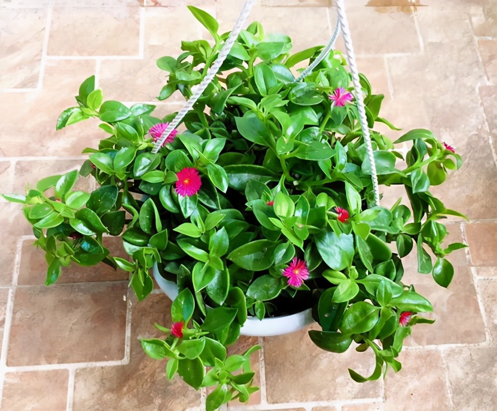 牡丹吊兰观赏价值高听说能制作成菜肴口感好有营养