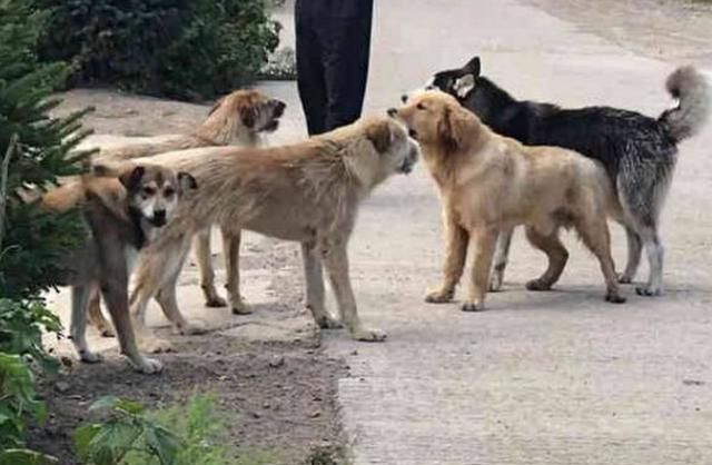 狼犬隔着铁门和一群土狗对骂,主人打开了铁门,气氛瞬间尴尬了