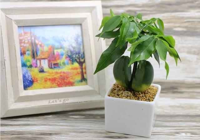 绿元宝其实就是元宝树,之所以叫这个名字跟它的造型是分不开的,它的