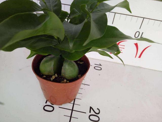 绿元宝 养成小盆栽格外好看