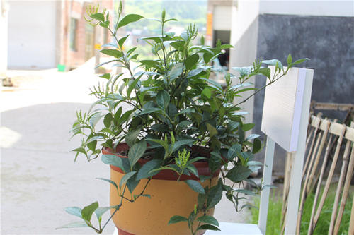 盆栽植物珠兰怎么栽培好?