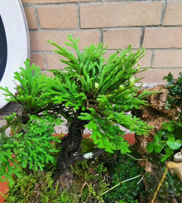 卷柏为什么养不死都晒黄叶了遇水还能复活一棵能值80块吗