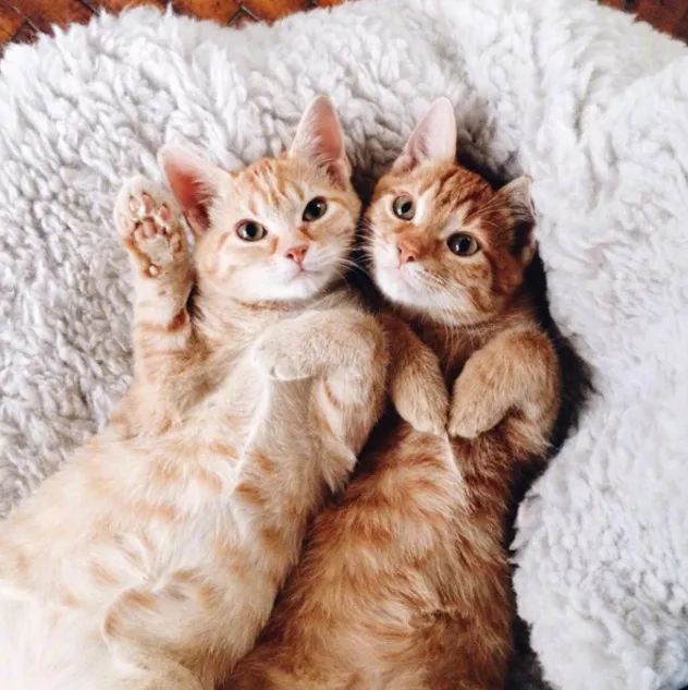 俩橘猫一起被收养一起长大变胖变老约定好兄弟一辈子