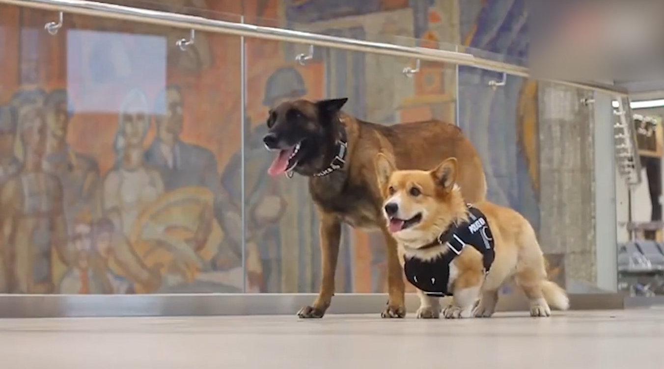 小短腿的春天!柯基也能成为缉毒犬 立正卧倒动作极其标准