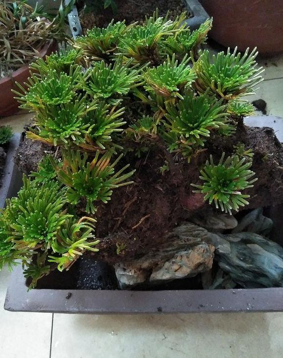 卷柏搭配上一个漂亮的花盆,当成盆景养在家中也是挺不错的,观赏价值