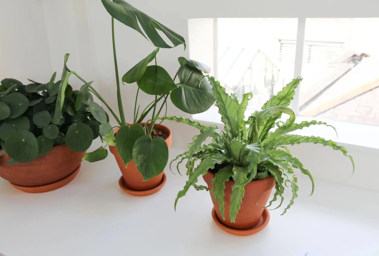 哪些盆栽绿植适合摆放在室内,室内植物易黄叶烂根,教你几招解决