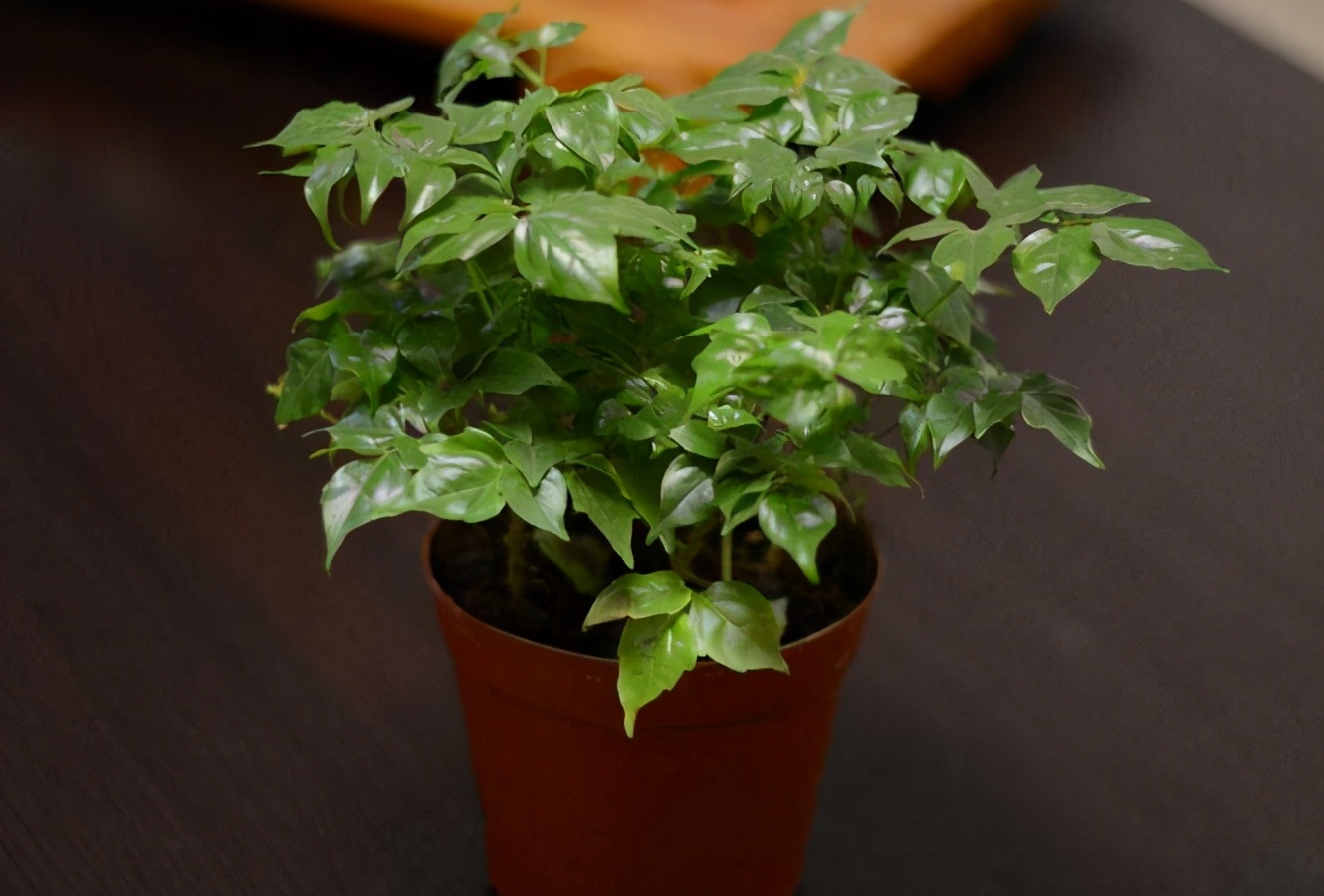 认识一下幸福树?附上栽种方法,新手看完也能学会