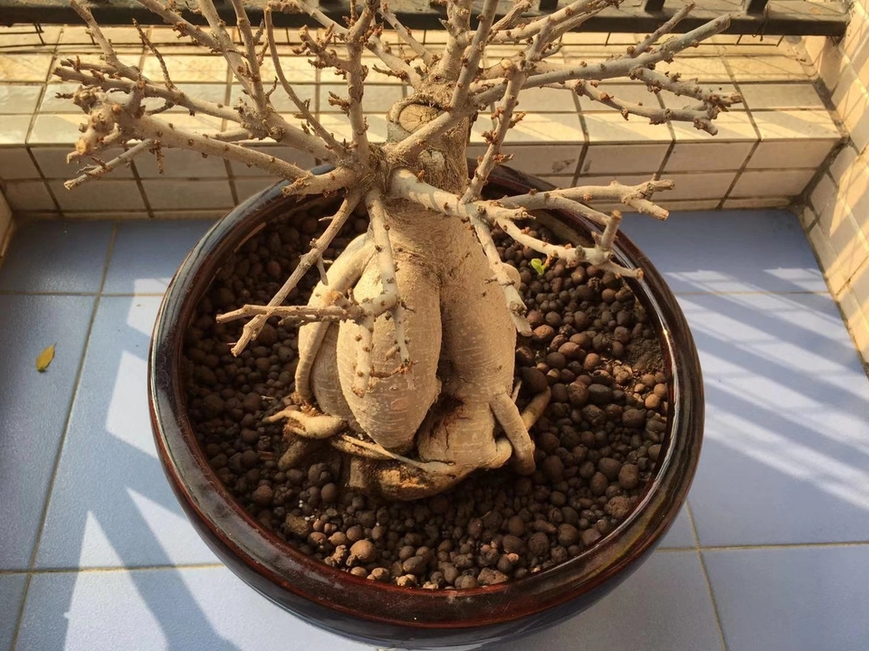 烂根的人参榕修根换盆一个多月不长芽生根?4点经验不吐不快