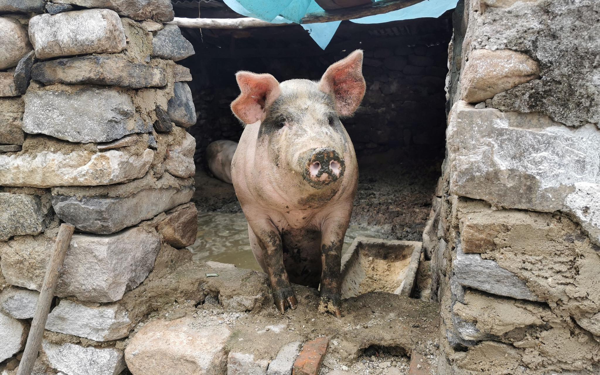 村民养的猪，但如今，规模化养殖场正在逐渐替代散户。新京报记者 王巍 摄