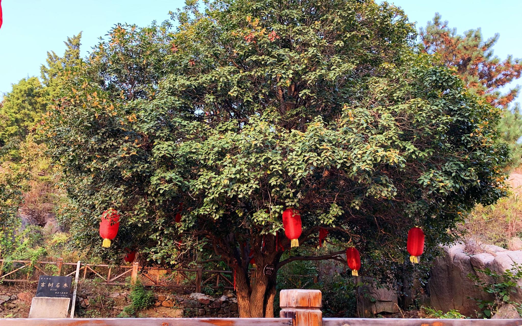 村里的古桂花树。受访者供图