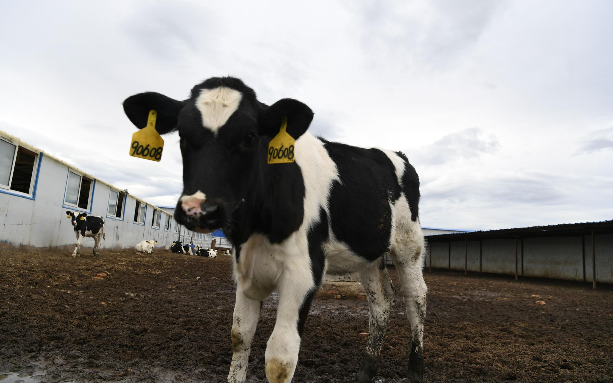 农业农村部要求健全动物防疫体系 乡村兽医能不再边缘化了吗？