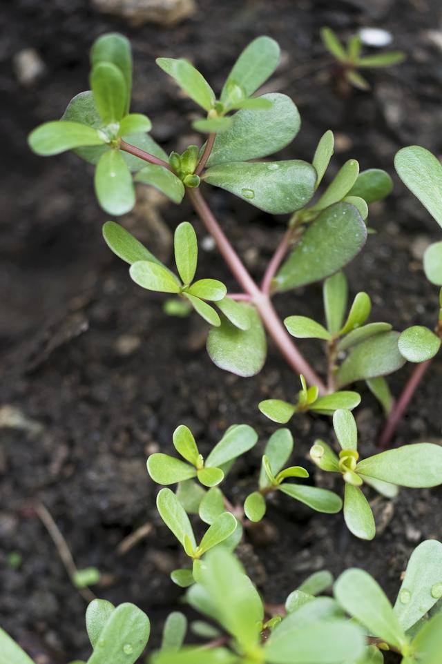 惊呆了，吃马齿苋导致急性肾损伤？小小野菜吃起来很有讲究休闲区蓝鸢梦想 - Www.slyday.coM