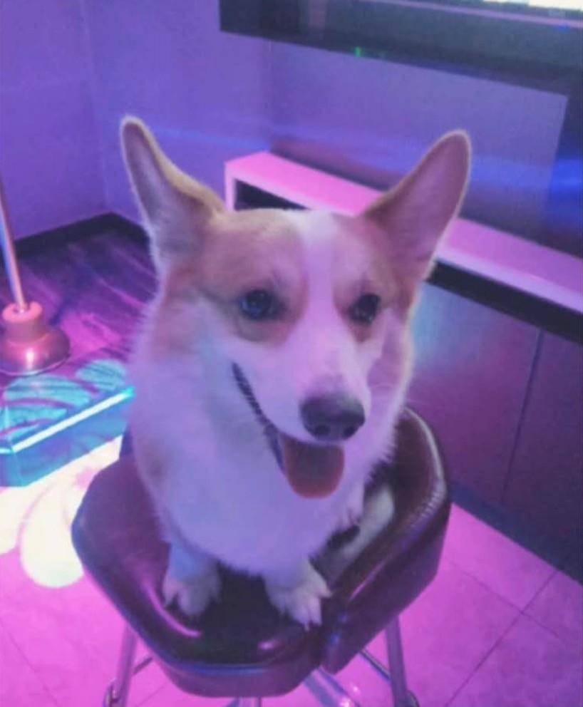 情侣被指“当狗主人面摔死宠物狗”，成都警方回应：正核实休闲区蓝鸢梦想 - Www.slyday.coM