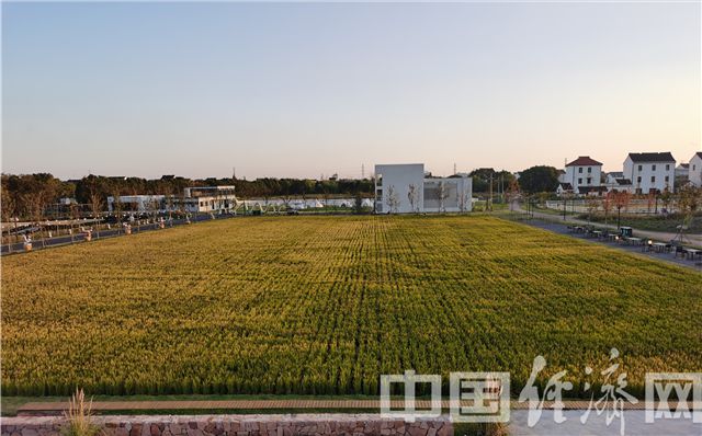 美郁花园农场。经济日报-中国经济网记者宋雅静/摄