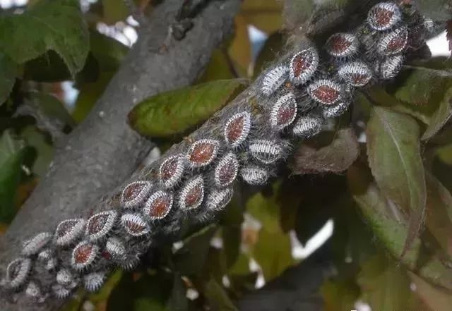 这10种常见农药,就能对付百种病虫害!