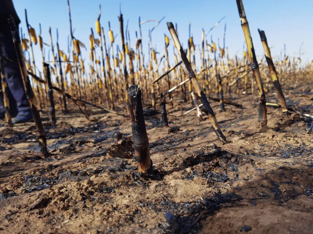 呼市和林上百亩玉米地被烧追踪:总过火面积超490亩