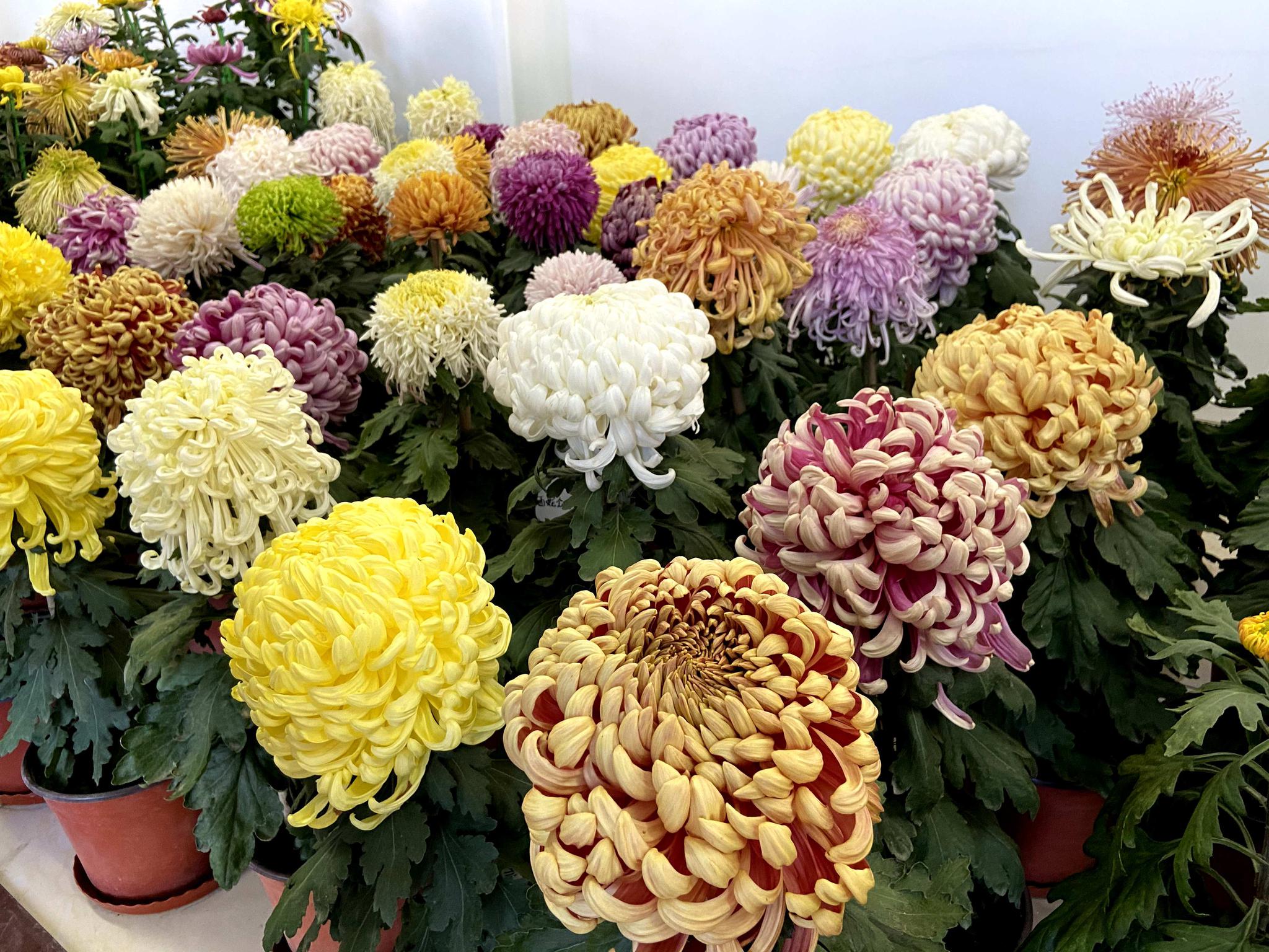 北京菊花展来了!3000余株精品菊花绽放北海