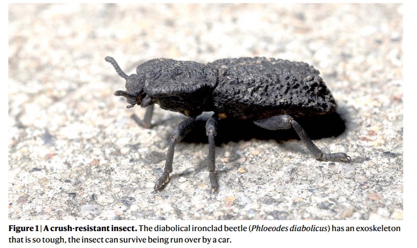汽车也压不扁的甲虫科学家揭示铁定甲虫坚硬外壳密码