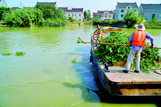 　　麻溪港上，保洁人员正在打捞水葫芦。本报记者许舜达摄