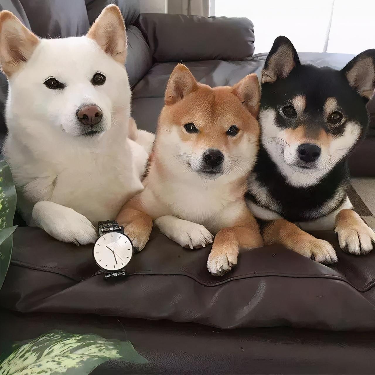 同样是土狗为什么日本的柴犬价格那么高