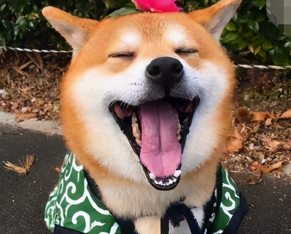 因为柴犬是有"洁癖",十分爱干净,经常自己用舌头去舔自己的毛发,保持