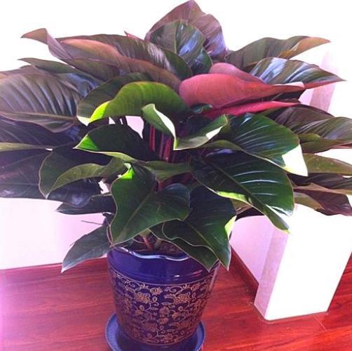 红钻养护小技巧关键几点做好了叶片大又亮一年长满盆