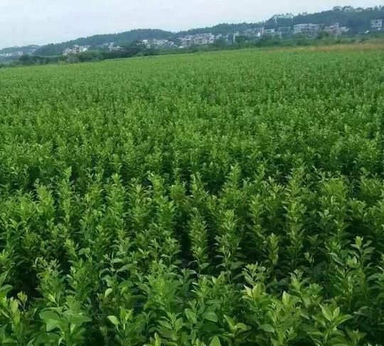 柑橘白粉病危害症状图片高清(柑橘粉虱危害图片)