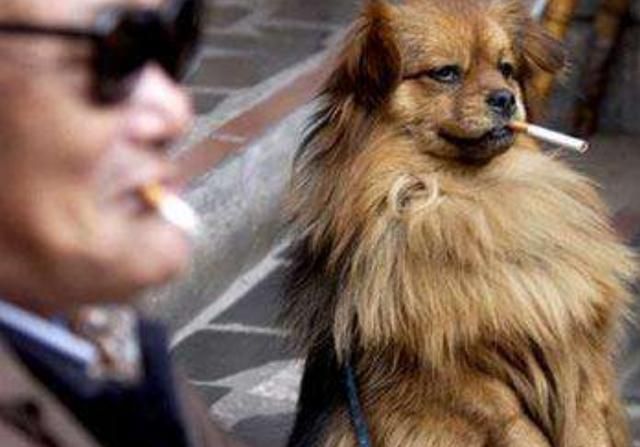 这狗抽烟我忍了鼻子吐烟圈我也忍了竟然还会抖烟灰