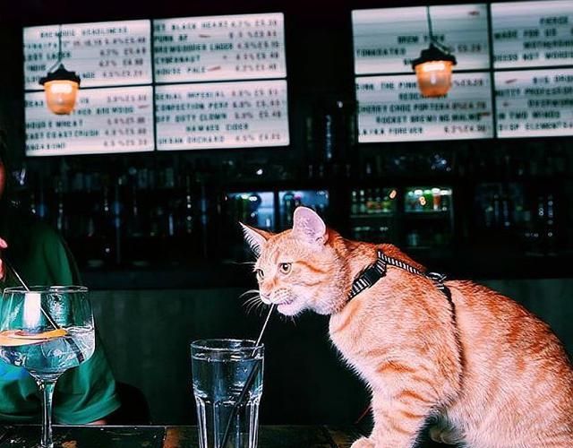猫族酒吧图片