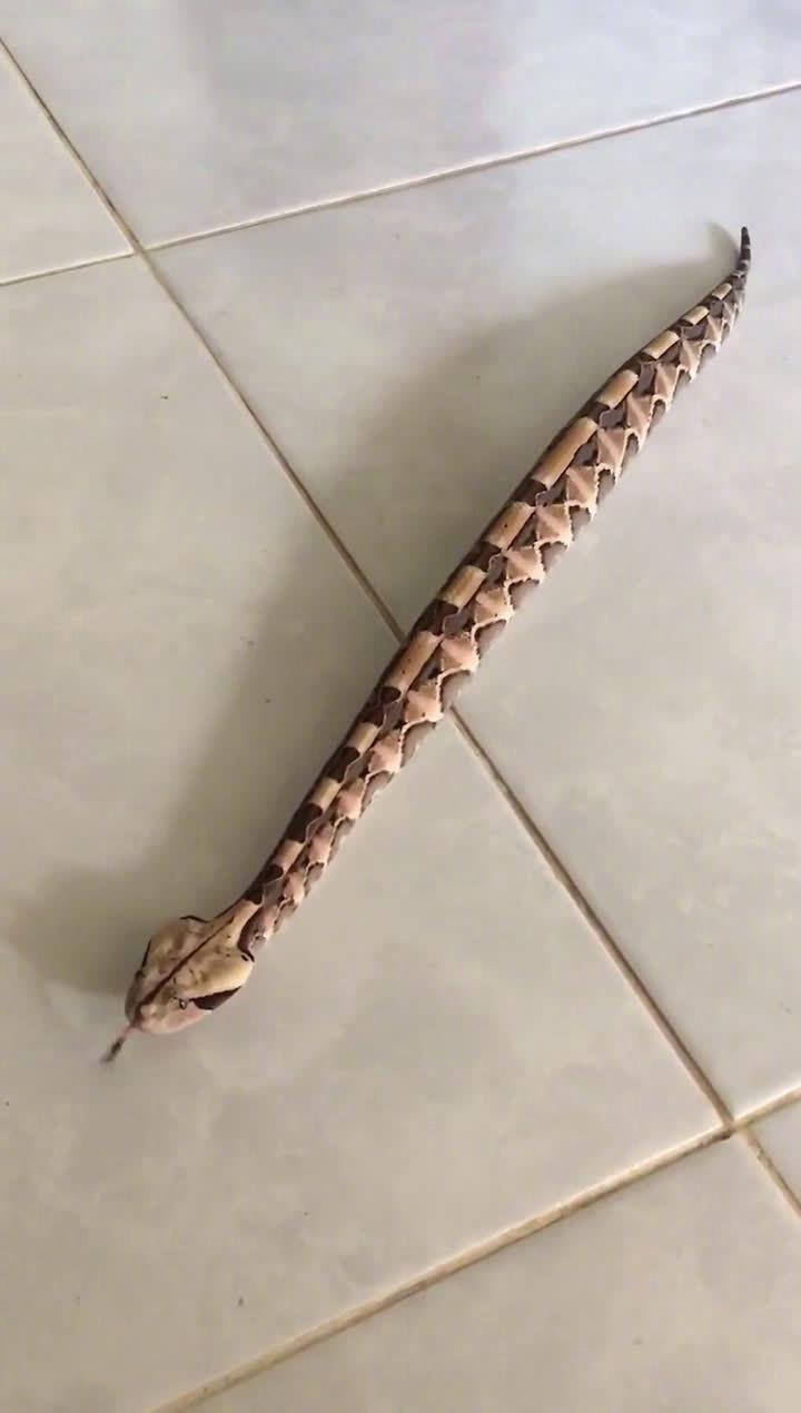 直线爬行的毒蛇:犀角咝蝰.啊啊啊你不要过来!