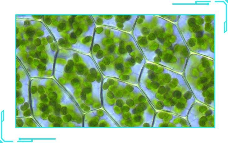 今天,emma也为大家总结了富含叶绿素的食物,供大家参考:微囊藻毒素是