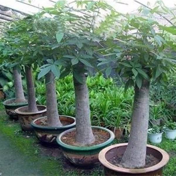 盆栽植物富贵树的繁育方法