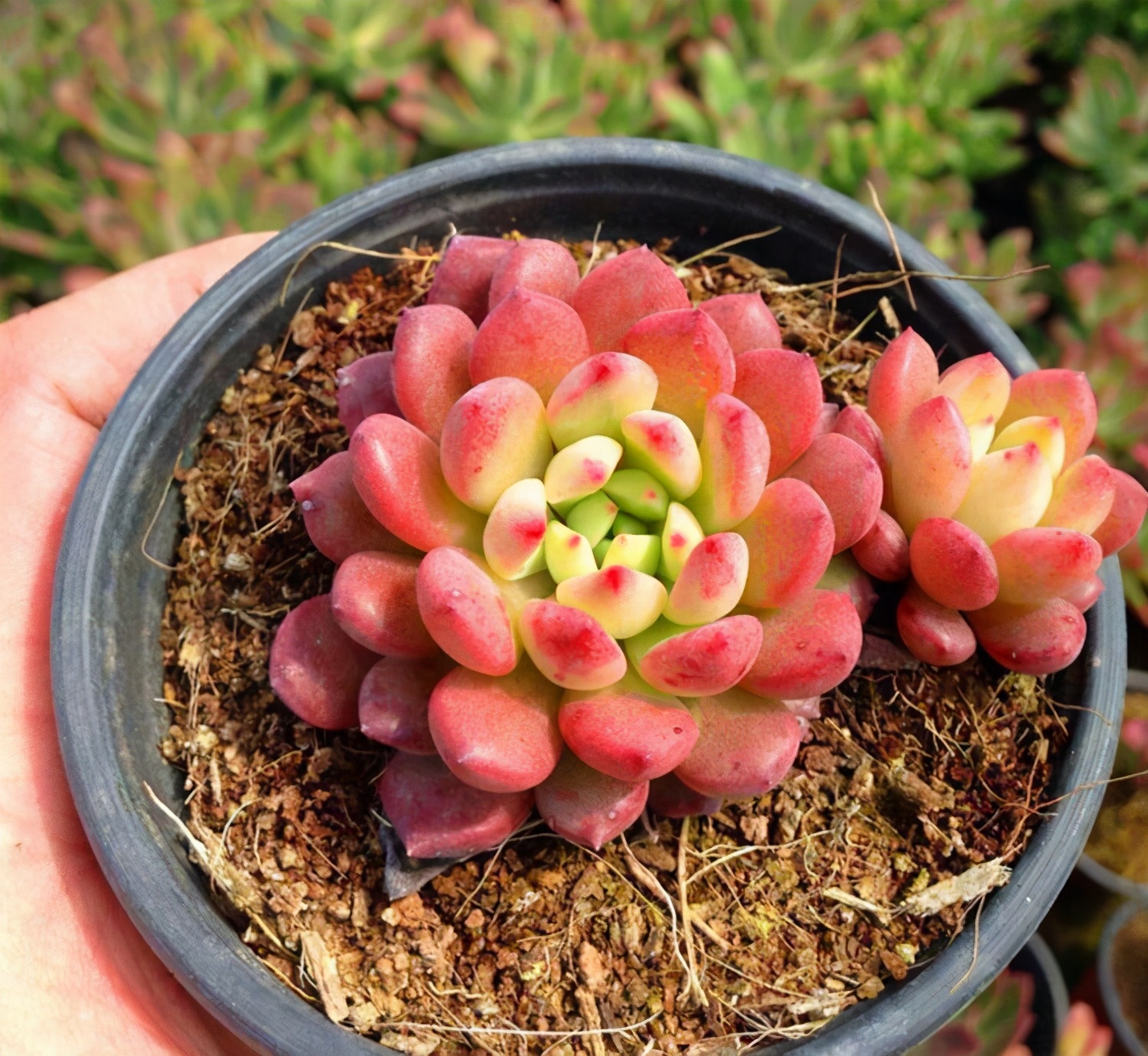 多肉中的佼佼者红宝石多肉这样养叶片透亮颜值高