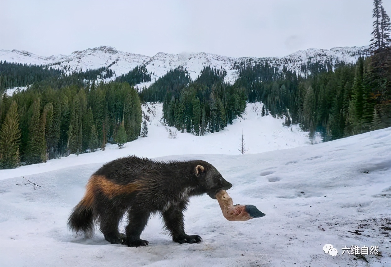 最大的鼬科动物狼獾保护食物有奇特招式将尿液撒在食物周围