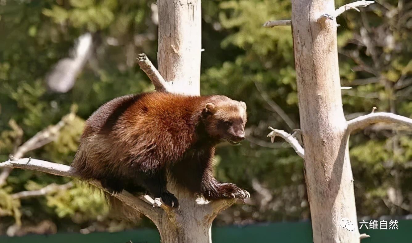 狼獾保护食物有奇特招式,将尿液撒在食物周围|貂熊|狼獾|蜜獾_新浪