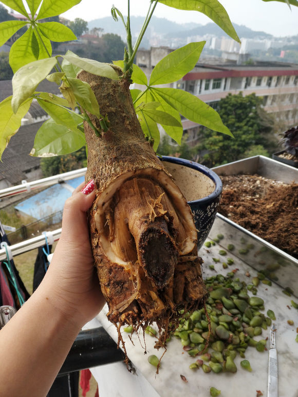 不是落叶就烂根,教你几招或许能起死回生|发财树|腐烂|根部_新浪新闻