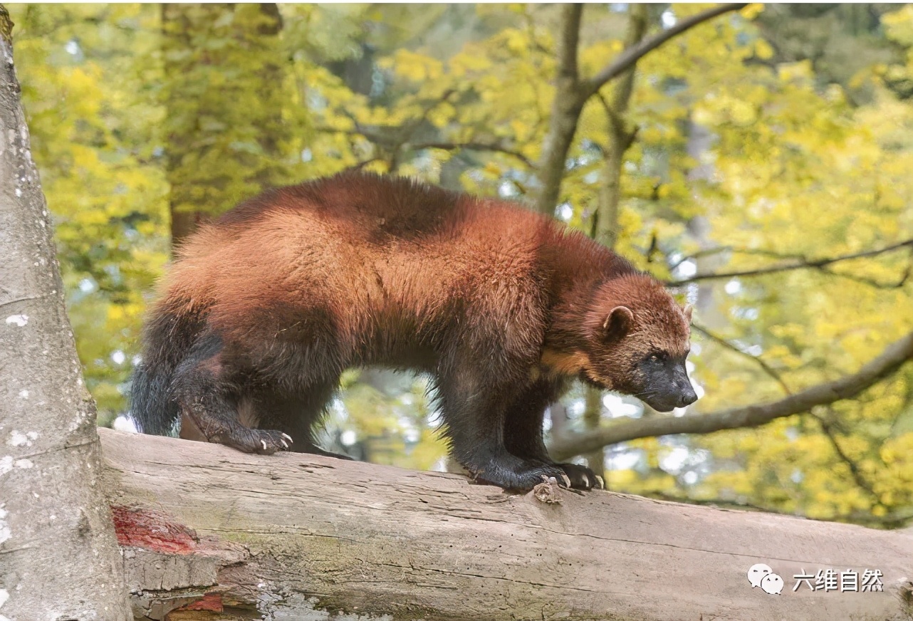最大的鼬科动物狼獾保护食物有奇特招式将尿液撒在食物周围