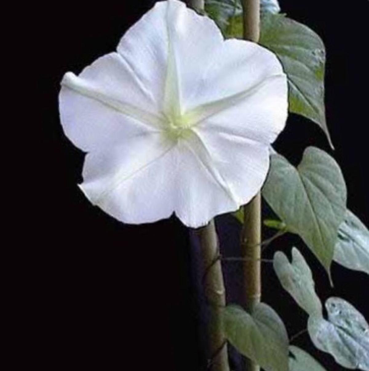 月光花是什么花,怎么养护能开花,你见过它的真面目吗?