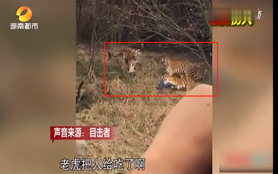 上海动物园熊群将人活活咬死现场视频曝光谁的错
