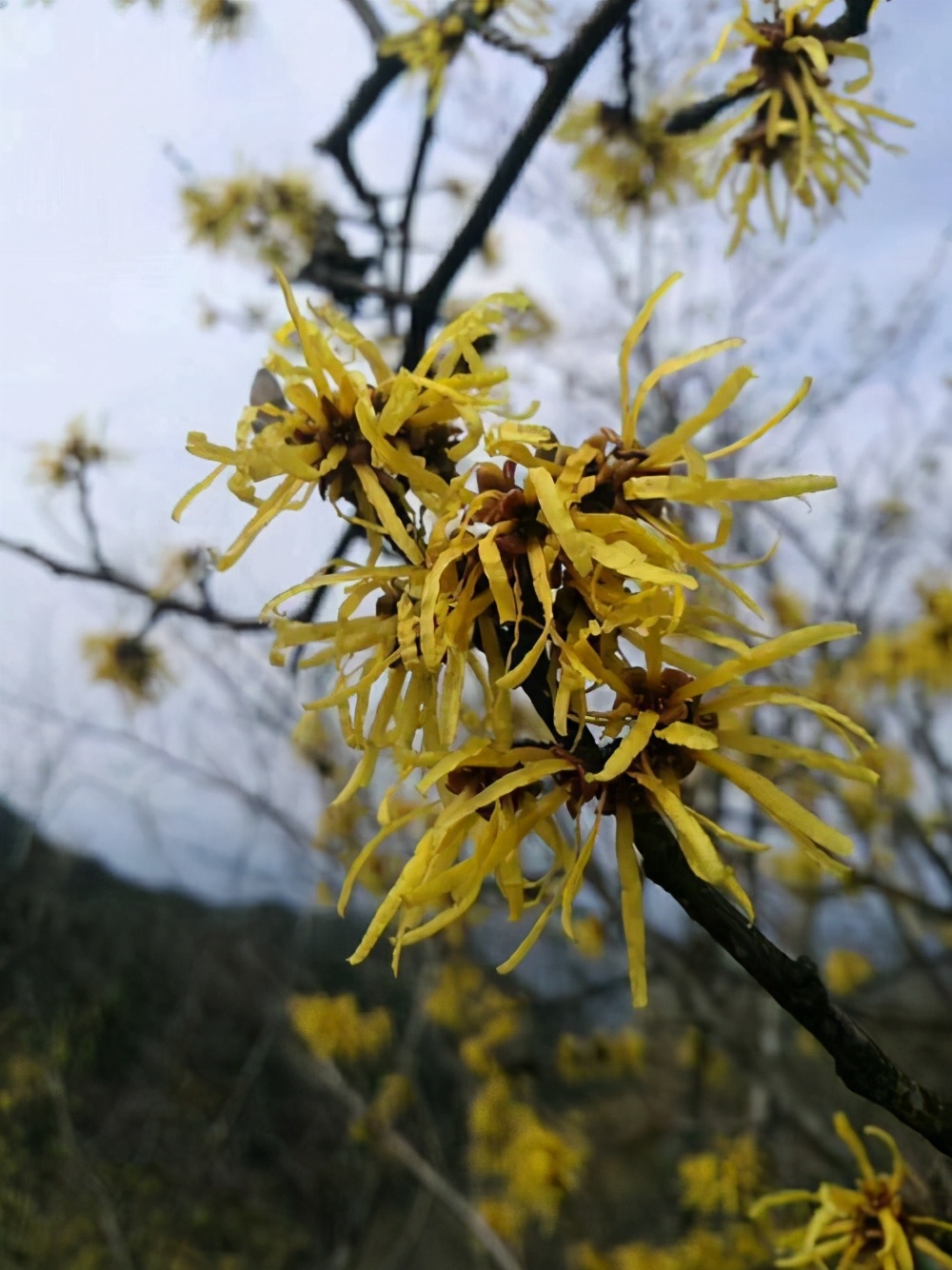 冬天养一盆金缕梅,下雪也能开花,耐冻又好养