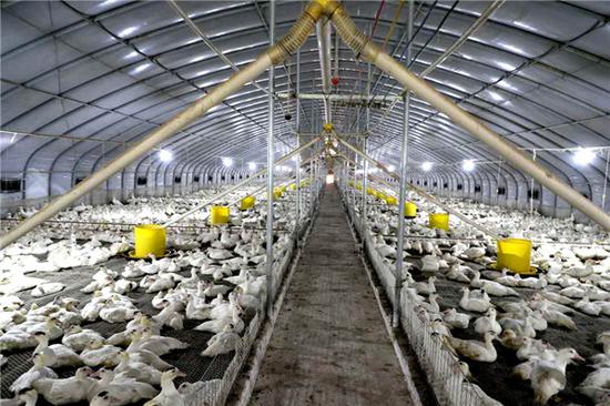 养鸭场全景.卢卓景 摄