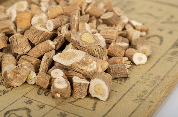 中草药植物药材板蓝根。图