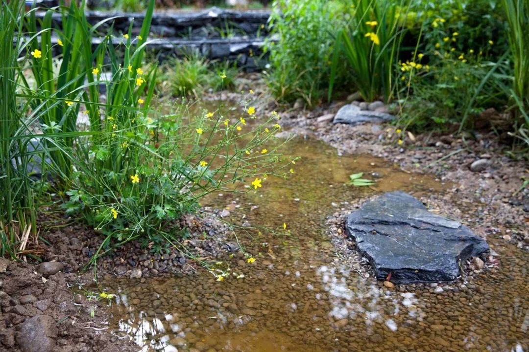 案例分享国内几个超美的雨水花园花园生活新选项