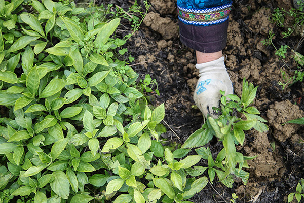 板蓝根，是如何走上“神药”之路的？