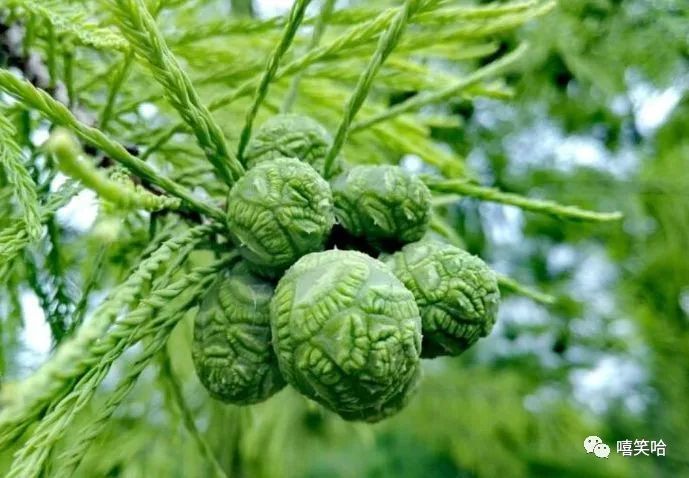 入秋后,寒热毒气重,常食此野果,理气止痛,赶走体内寒毒|杉果|野果