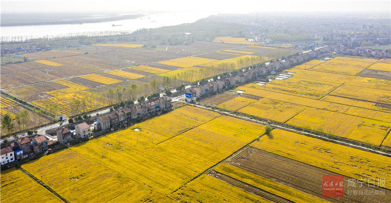 正文  掌上咸宁报道10月22号,位于嘉鱼县簰洲湾镇康凯生态农业有限