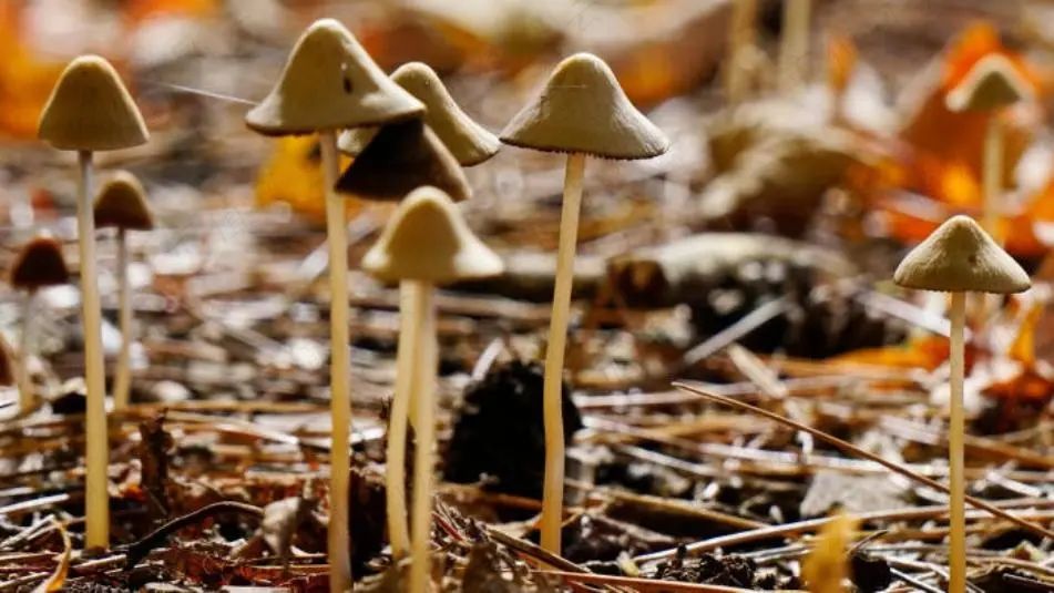 全球首家上市的迷幻蘑菇公司致幻药概念股是继大麻股后的新一轮炒作