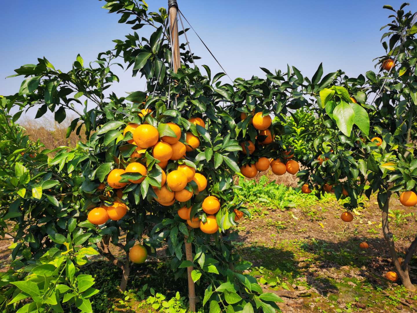 九江"红美人"柑橘正式开园,带上小孩体验采摘乐趣!