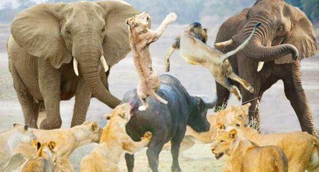 10头狮子围杀大象大象突然放大招下一秒狮子惨了